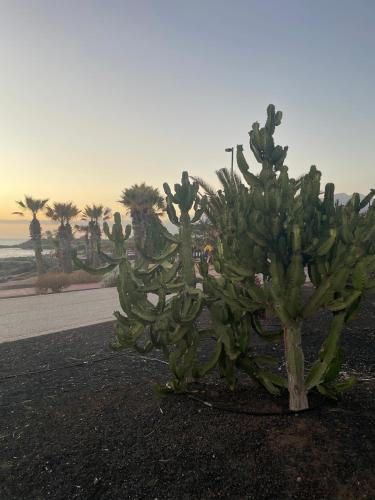 Basalto House 1 Tenerife South Basalto House 1 Tenerife South