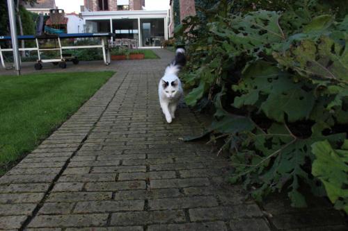 B&B Koetshuis - image 11
