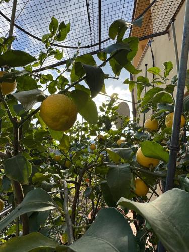 La Limonaia di Vanna