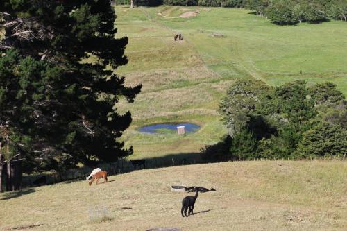 Pukeatua Farmstay