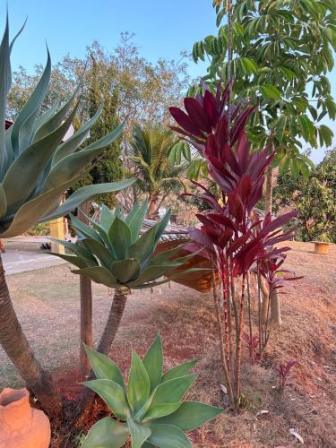 Sítio xodó da Serra