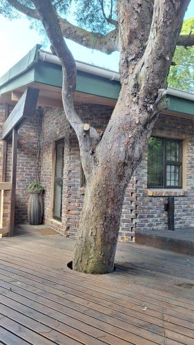 Dolphin in برينتون