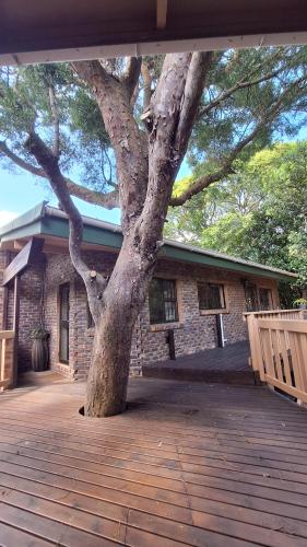 Dolphin in برينتون