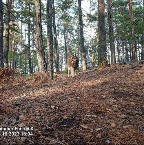 Besedicke skaly in Koberovy