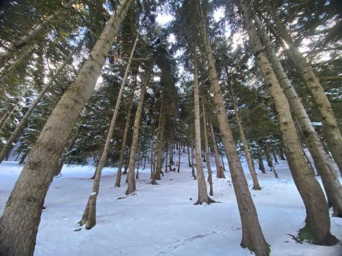 周邊環境, Wonderwood Borjomi Cottage in 博爾若米