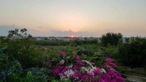 Little Paradise, Sotira