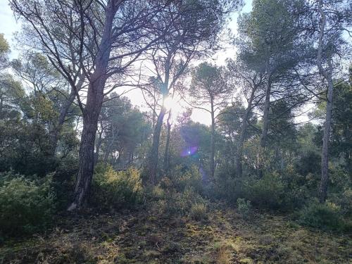 Sous le jasmin étoilé