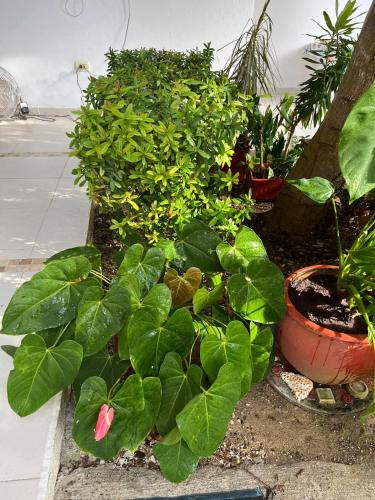 Refugio playero - A pasos del Mar