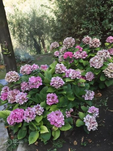 Seaside villa between Portofino and Cinque Terre
