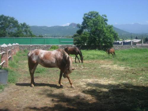 Exclusivo Paraíso Finca Chamilpa en Yautepec (Exclusivo Paraiso Finca Chamilpa en Yautepec) in Jautepeka