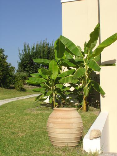 Andromeda Hotel Apartments - image 2