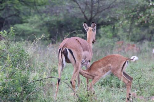 Loziba Wildlife Reserve Tented Camp