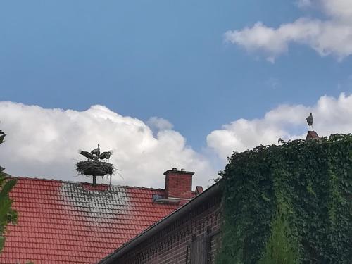 Ferienwohnung Storchenblick in Jerichow