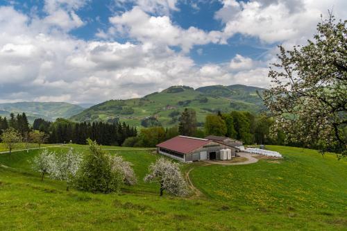 Wiesenglück in Fröhnd, Deutschland