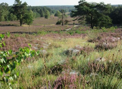 Ferienwohnung Dehnsen in 阿默靈豪森
