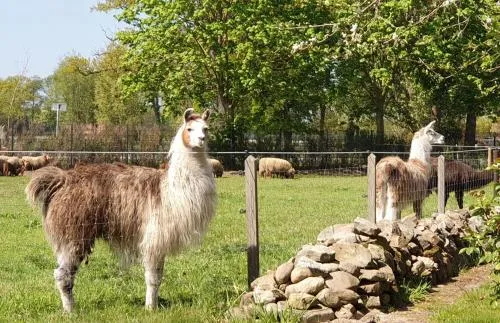 Naturhof Buschwiesen - Wohnung Lama in Wilsum, Deutschland