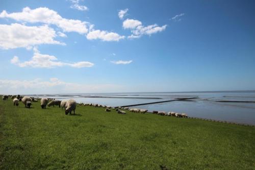 Große Nordseewelle ohne Hund in Norddeich