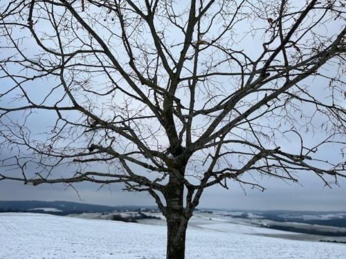 Eifel-Bau-Traum Schlich in Wershofen