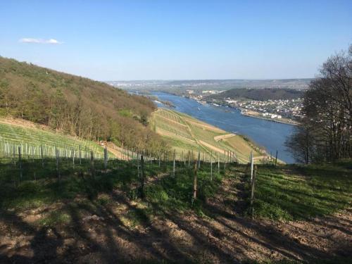 Apartment am Rheinsteig ,privater Vermieter in Geisenheim