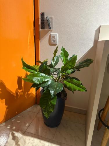 Iekārtas, La vita hospedaria studio laranja in Nova Veneza (Santa Catarina)