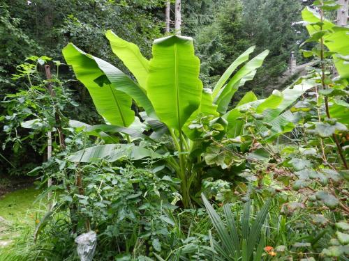 Gabriola cottage with gorgeous garden near ocean