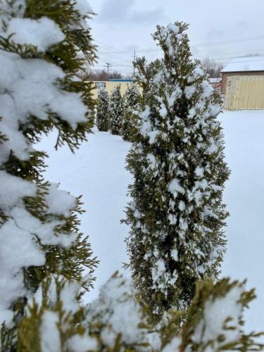 Timber Motel - image 13