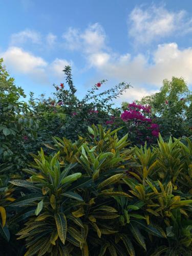 Alrededores, Papaya Inn in Oranjestad