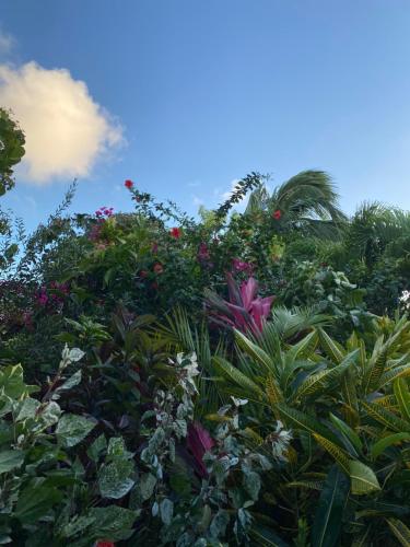 Alrededores, Papaya Inn in Oranjestad