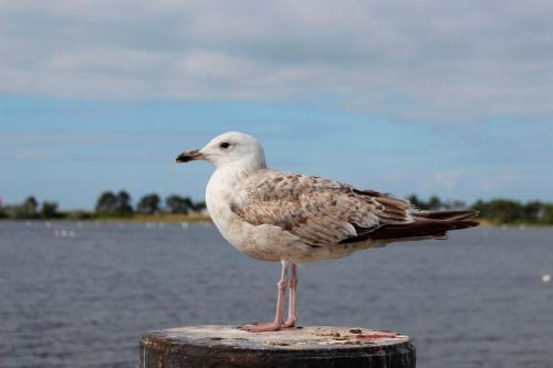 Fewo im Haus des Kurgastes in Heiligenhafen