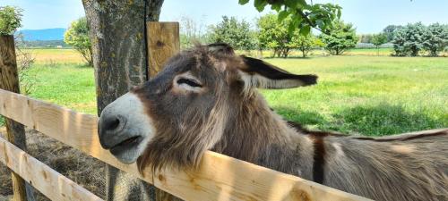 Gîte cocooning avec piscine (Gite cocooning avec piscine) in Chanas
