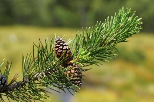 Alpenhotel Bödele - Luxus Suite 01 - [#95274] - image 6