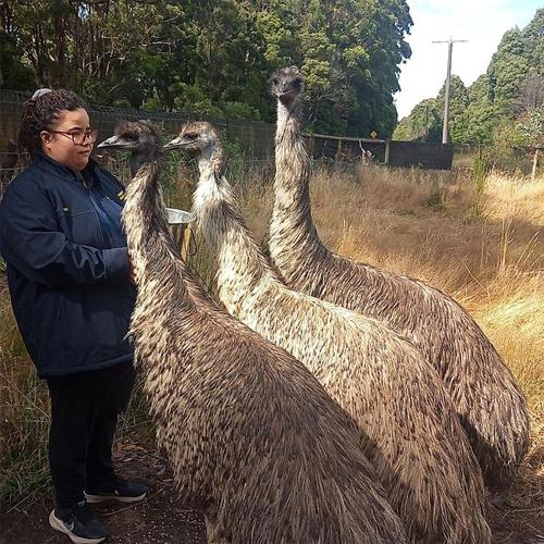 Fauna Australia Wildlife Experience in Great Ocean Road ceļš - Laverhila
