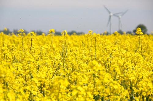 Ferienwohnung "Seestern" in Todendorf