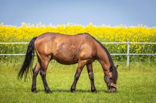 Ferienhof Seelust Ferienwohnung Rose - [#10947] - image 4