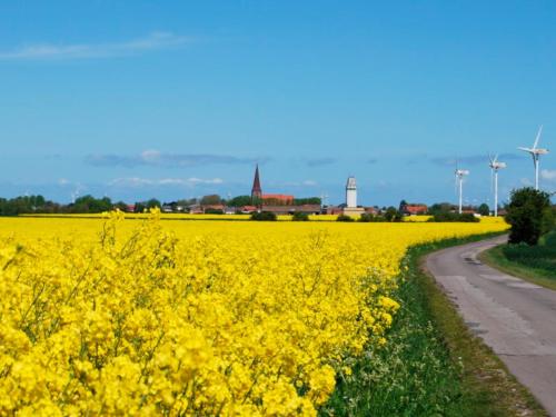 Ferienhaus Steen in Gollendorf