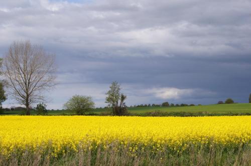 Seeschwalbe in Dahme
