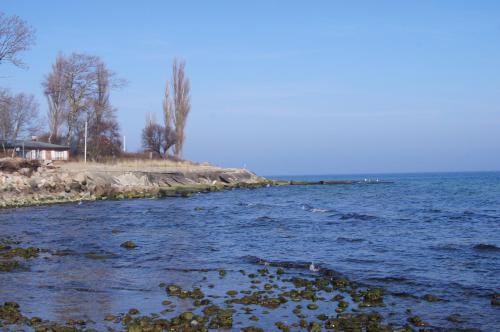Seeschwalbe in Dahme
