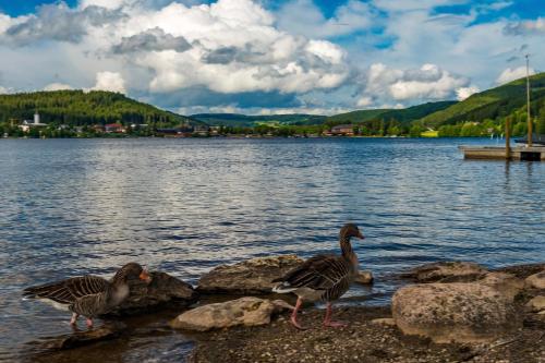 Apartmenthaus Drei Tannen - Wohnung 4 Titisee Feldberg - [#a34890] - image 11