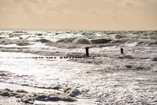 Strandhafer Strandhafer