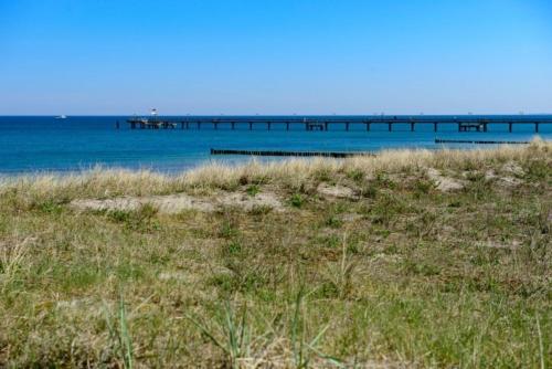 Strandhafer Strandhafer