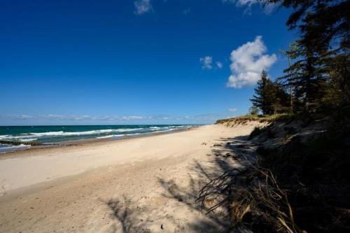 Strandhafer Strandhafer