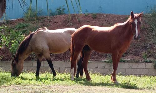 Suite 10 Guey in Vieques Sziget
