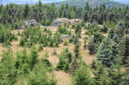 Waldgasthof Bad Einsiedel - image 13