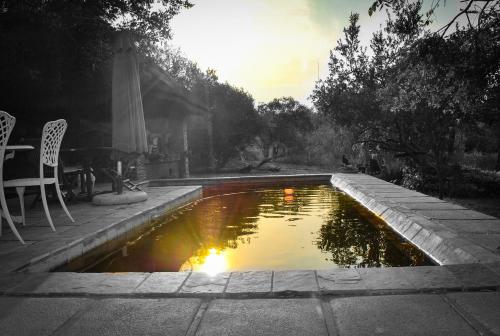 Swimming pool, Call of the Wild Lodge in Hoedspruit