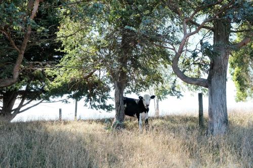 A cabin with a big view, comfort and tranquility, close to vines, Martinborough (foto 5)