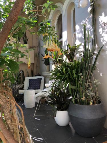 Garden, Sydney Harbour Designer Terrace Guest Wing in Balmain