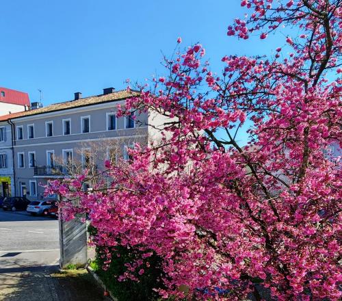 Alloggi Tosca Airport Lodges chambre d'hôte Dòbbia