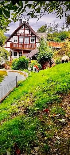Ferienwohnung Dörnberg erleben mit Tiere bei Winterberg in Bestwig, Deutschland