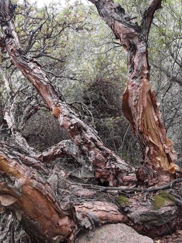 La CORZUELA Portal Energético