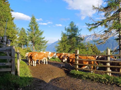 Unterniggleralm in Obernusdorfa